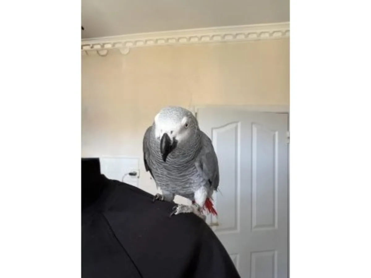 African Grey parrot that talks a lot needs a new family