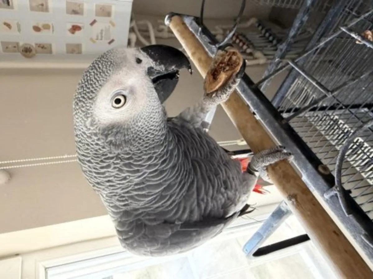 African Grey parrot that talks a lot needs a new family