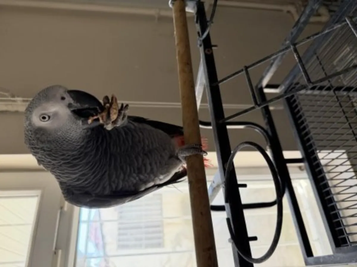 African Grey parrot that talks a lot needs a new family