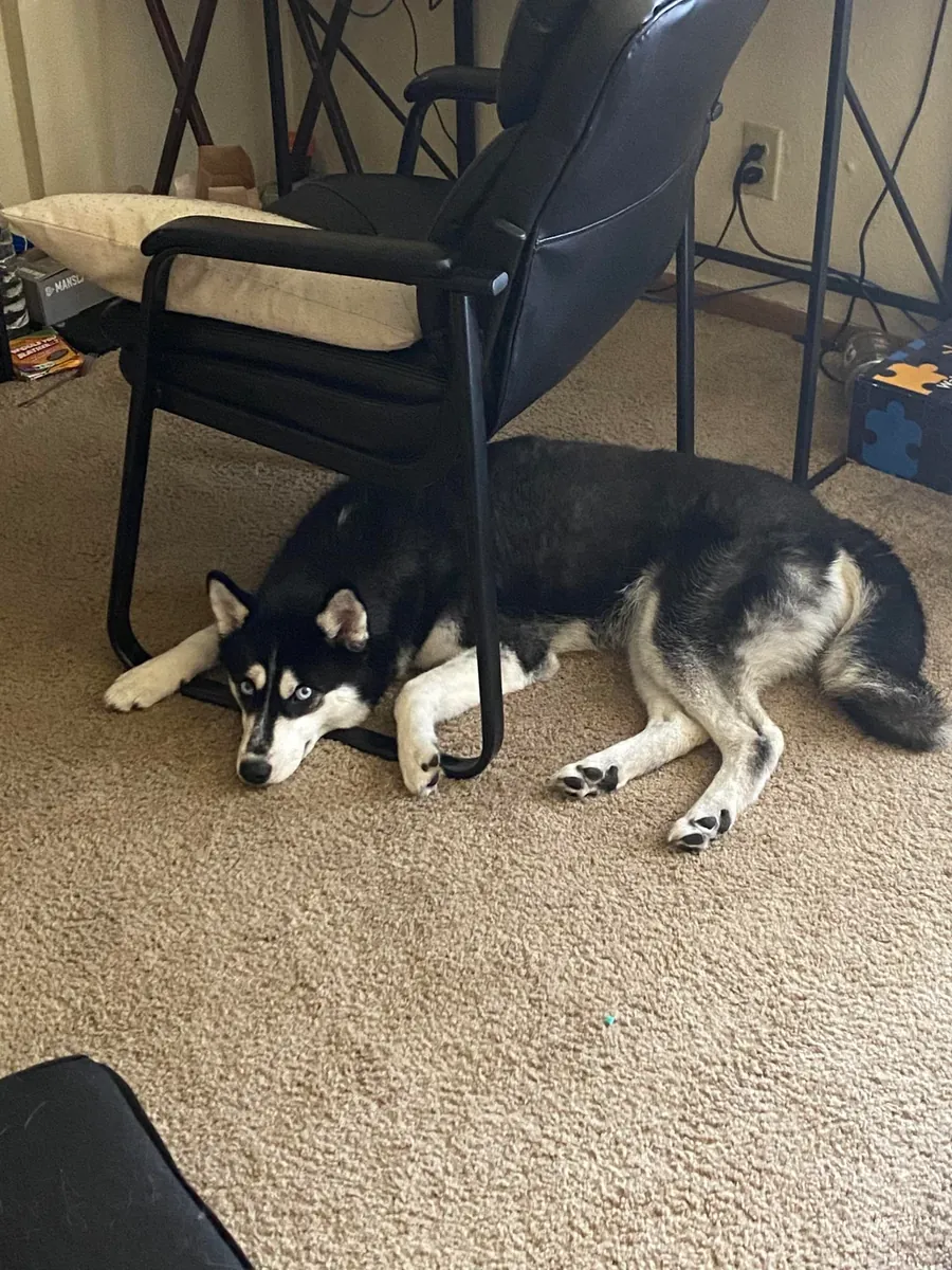 Energetic husky looking for someone who loves long walks