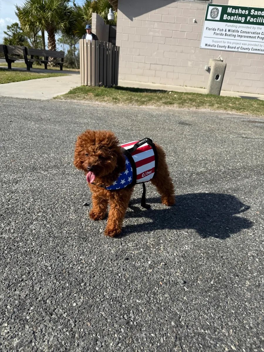 Sweet brown poodle girl searching for a patient owner