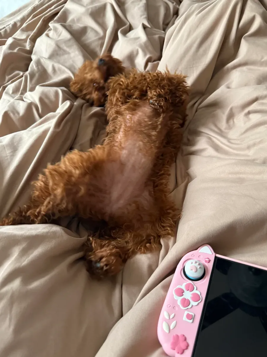 Sweet brown poodle girl searching for a patient owner