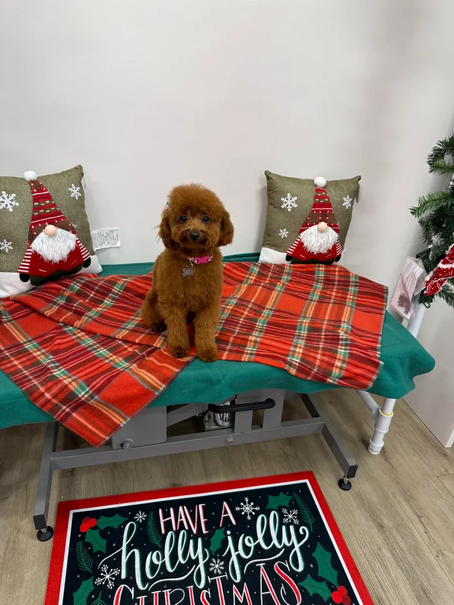 Sweet brown poodle girl searching for a patient owner