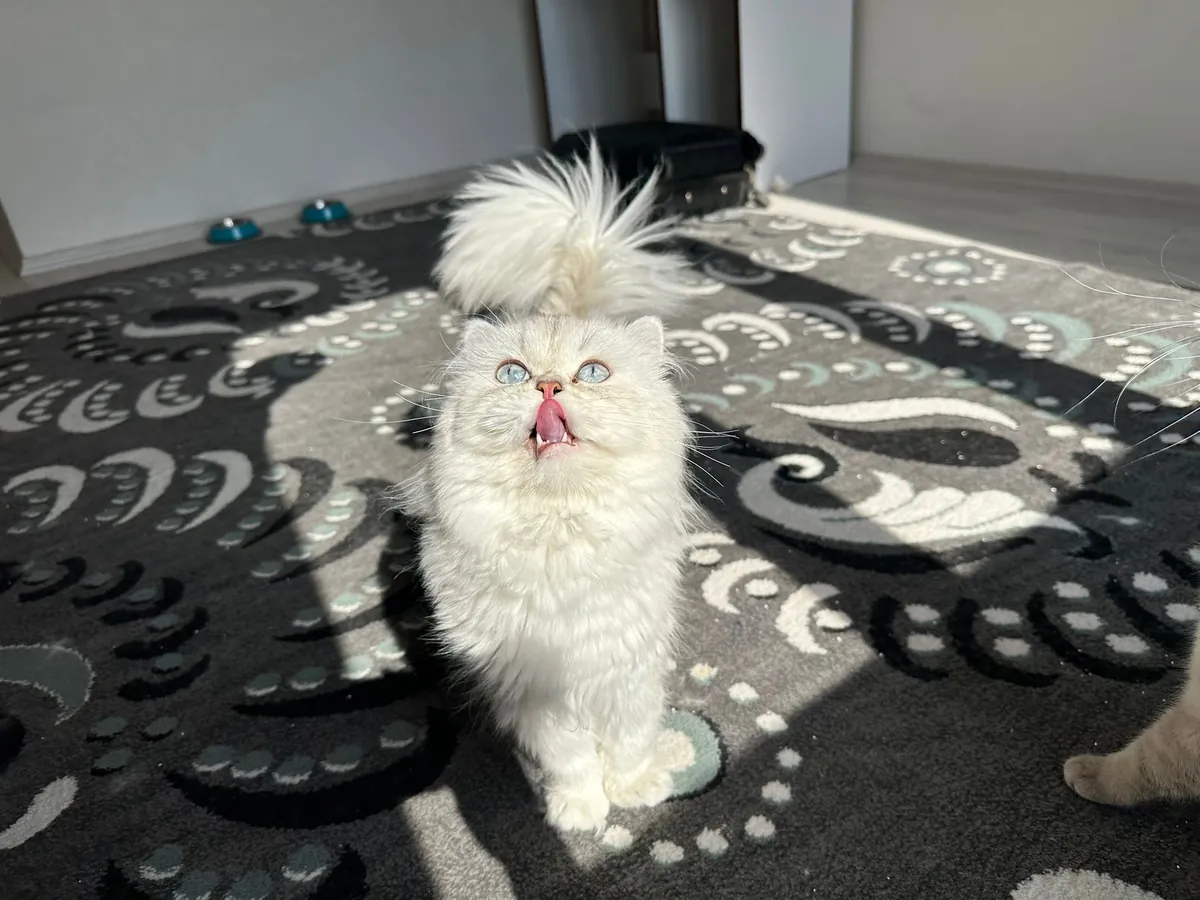 ‼️FREE ‼️ Iranian dolly face Pure white blue-eyed