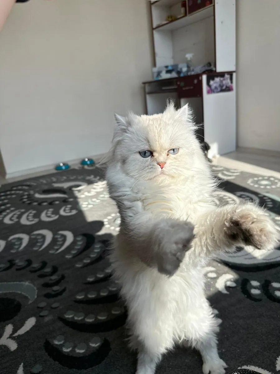 ‼️FREE ‼️ Iranian dolly face Pure white blue-eyed