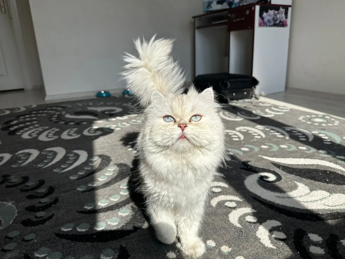 ‼️FREE ‼️ Iranian dolly face Pure white blue-eyed
