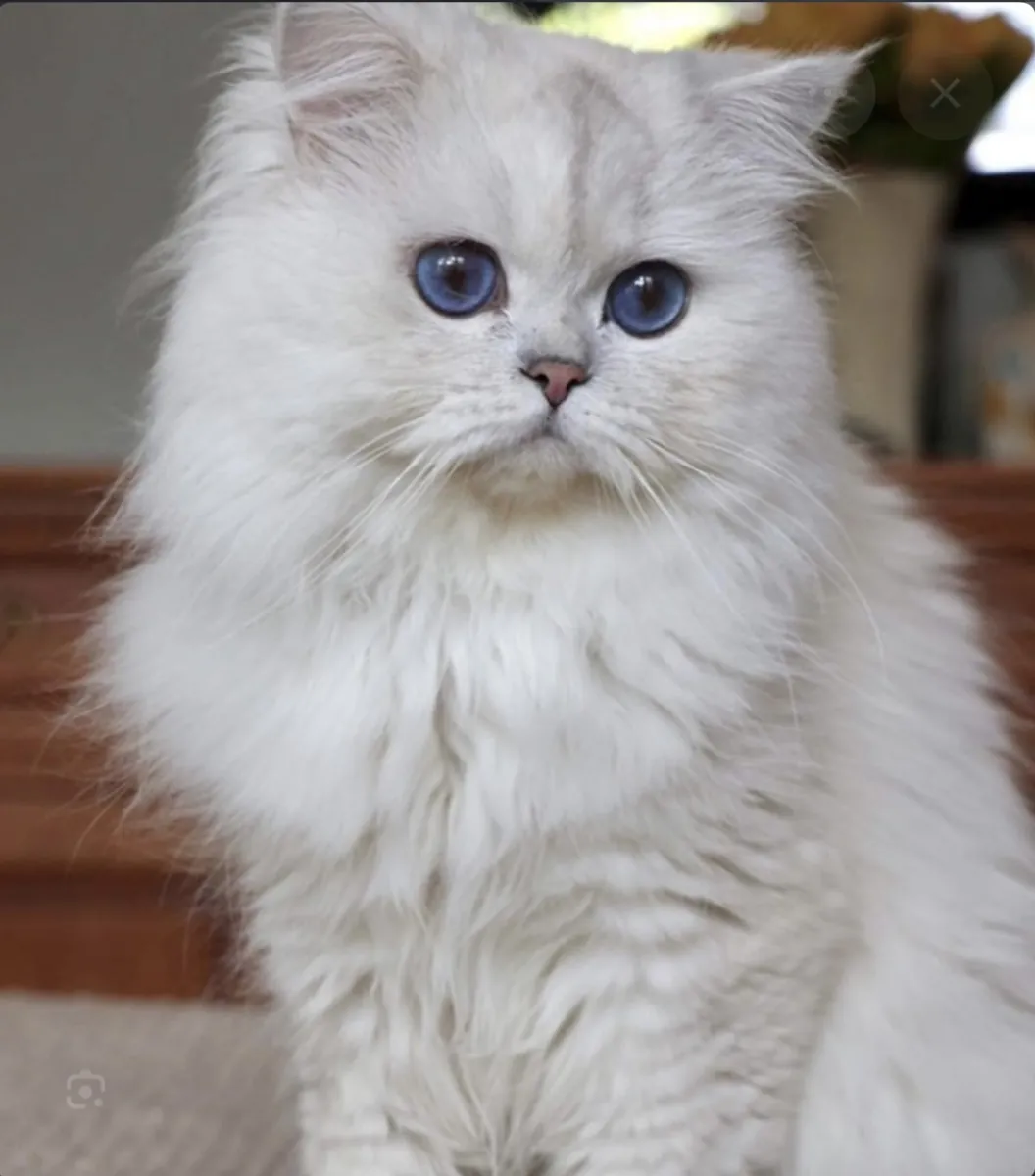 Chaton ou adulte