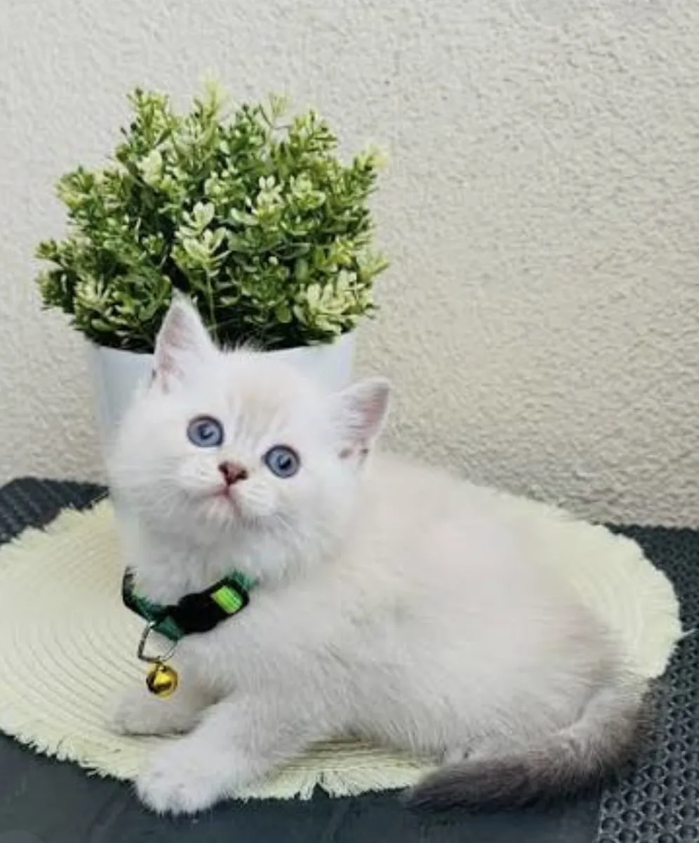 Chaton ou adulte