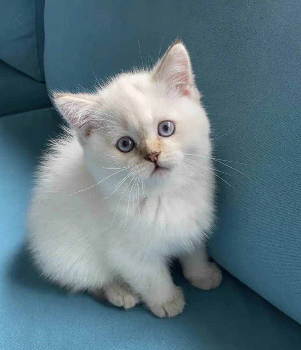 Chaton ou adulte