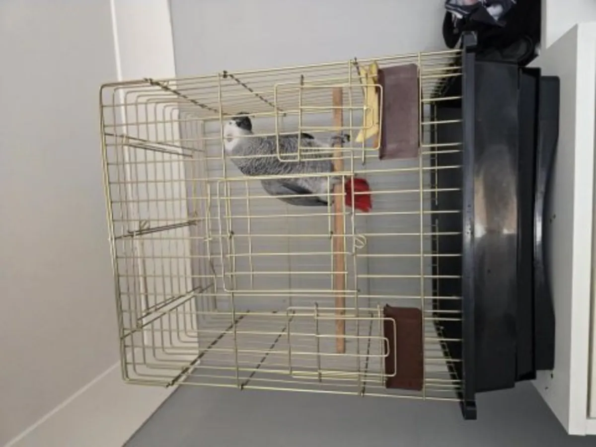 African Grey parrot that learned more words than I expected