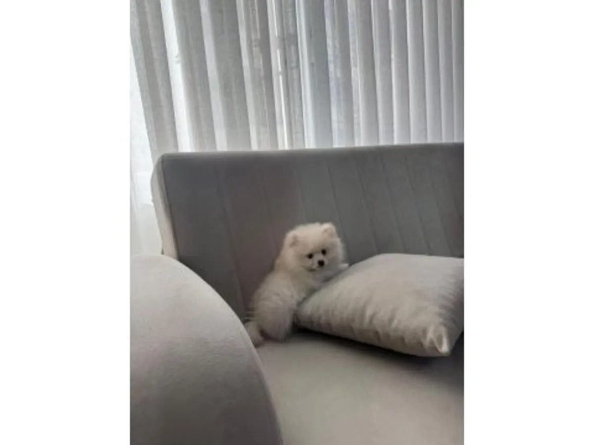 Pure white Pomeranian puppy raised with daily human contact