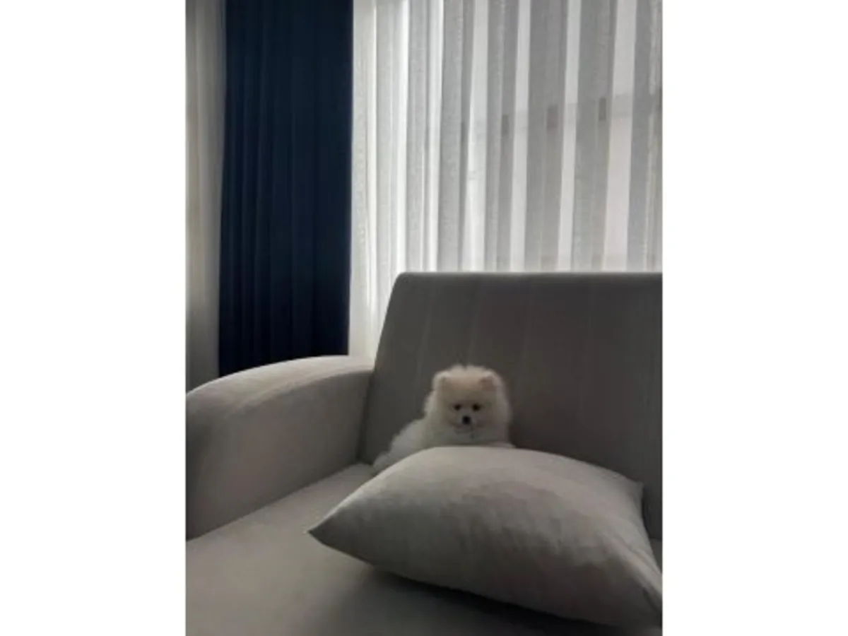 Pure white Pomeranian puppy raised with daily human contact