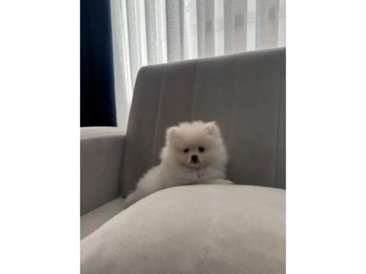 Pure white Pomeranian puppy raised with daily human contact