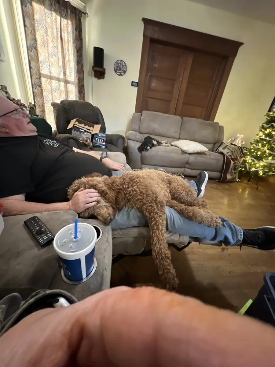 Brown poodle companion that prefers people over toys