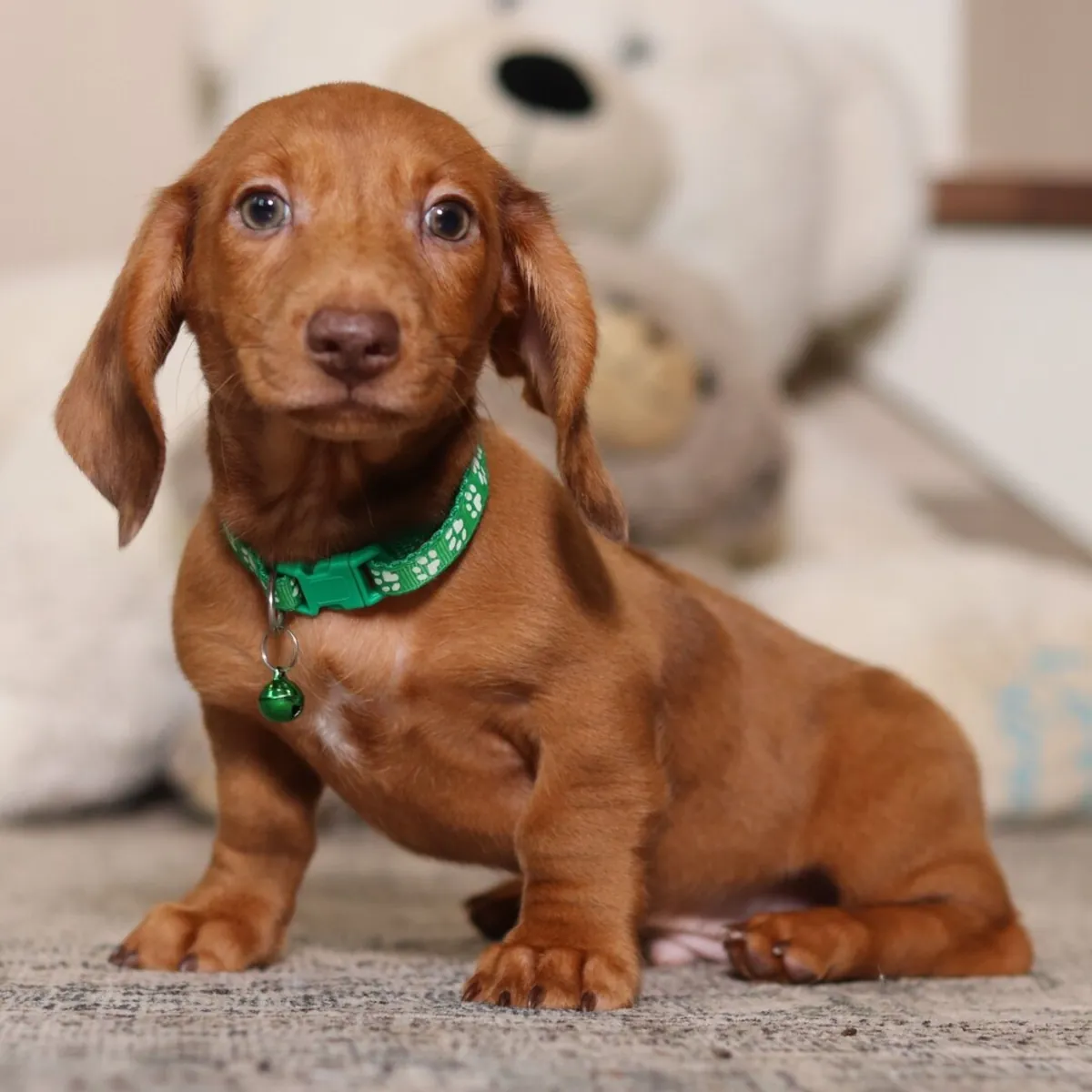 ¡Encantador Cachorrito Teckel Rojo con Collar Verde! 🧸💚