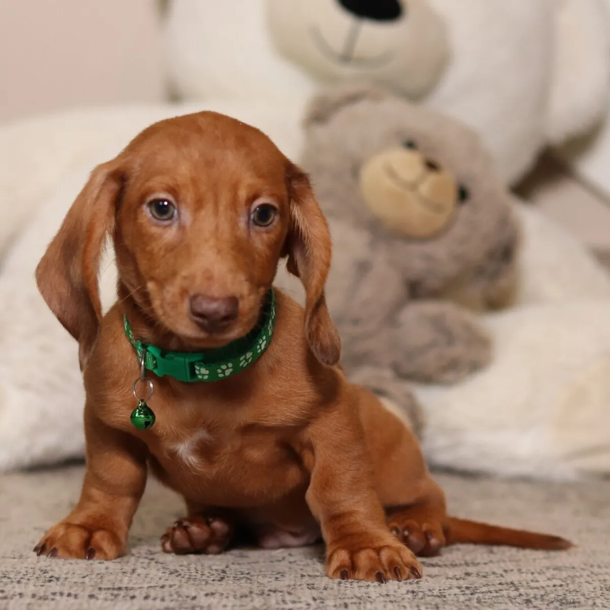 ¡Encantador Cachorrito Teckel Rojo con Collar Verde! 🧸💚