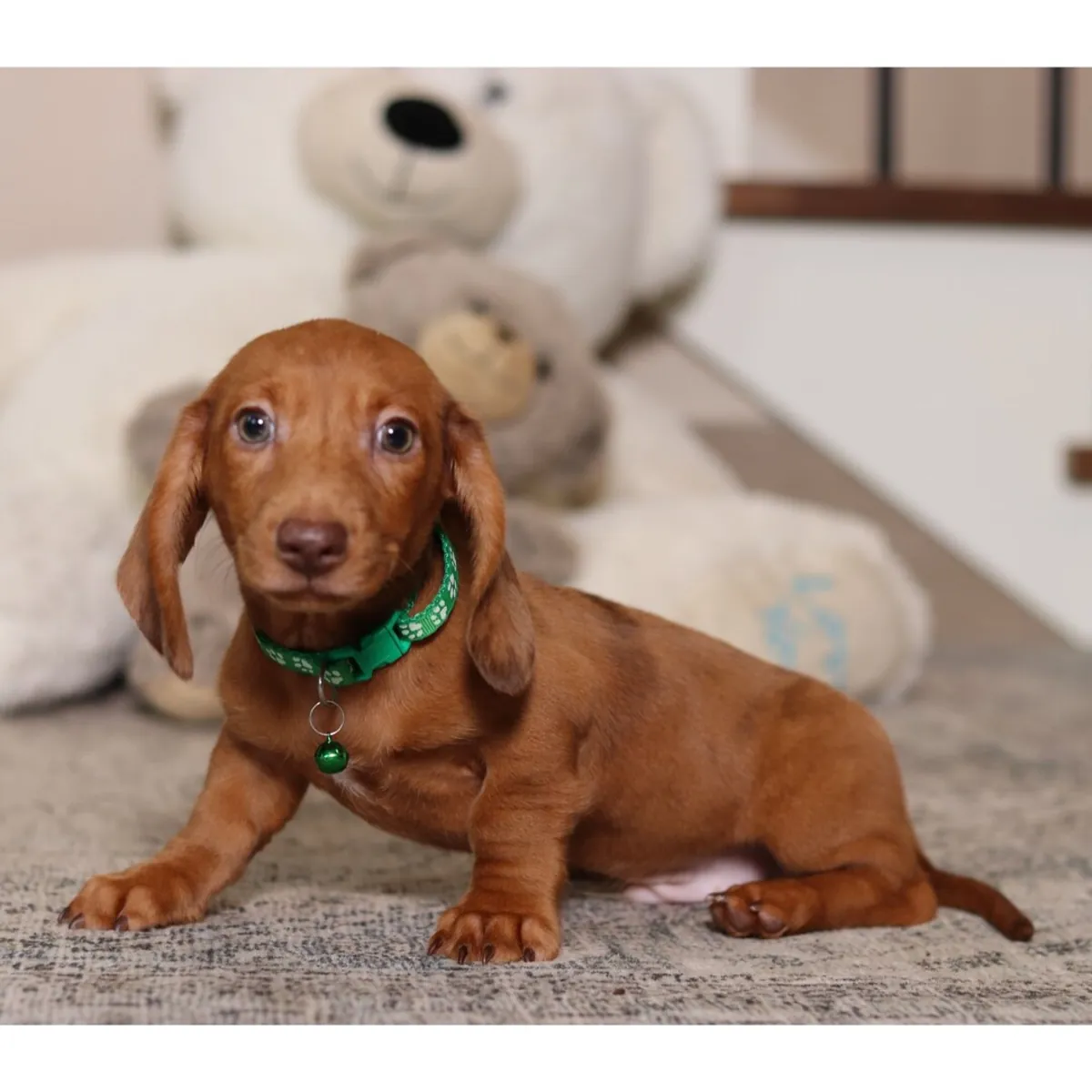 ¡Encantador Cachorrito Teckel Rojo con Collar Verde! 🧸💚