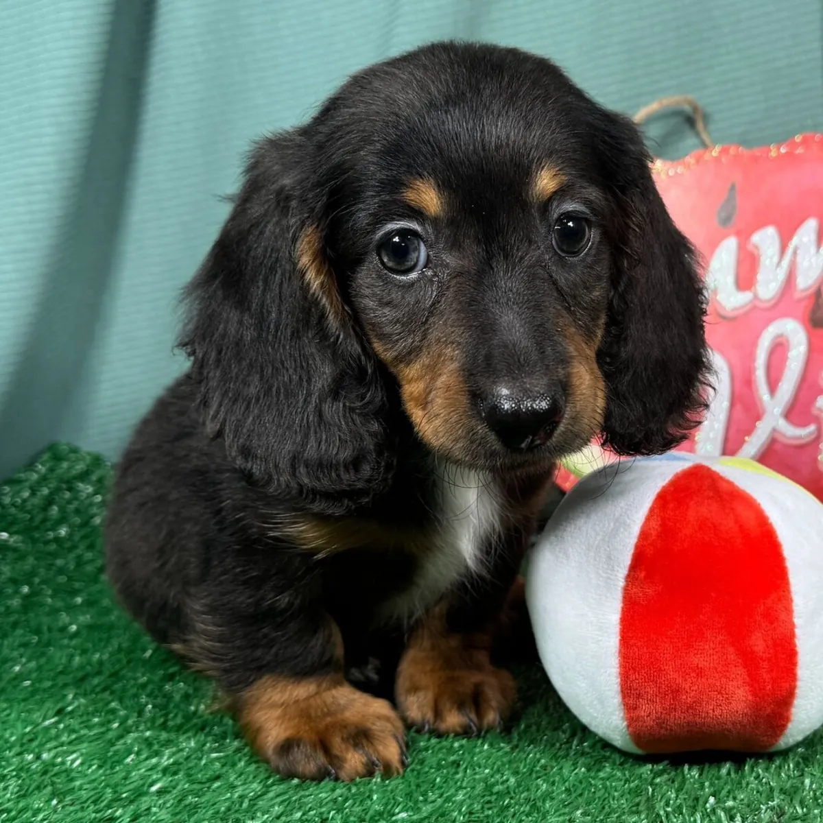 ¡Espectacular Cachorro Teckel Arlequín de Pelo Largo! 🐾✨