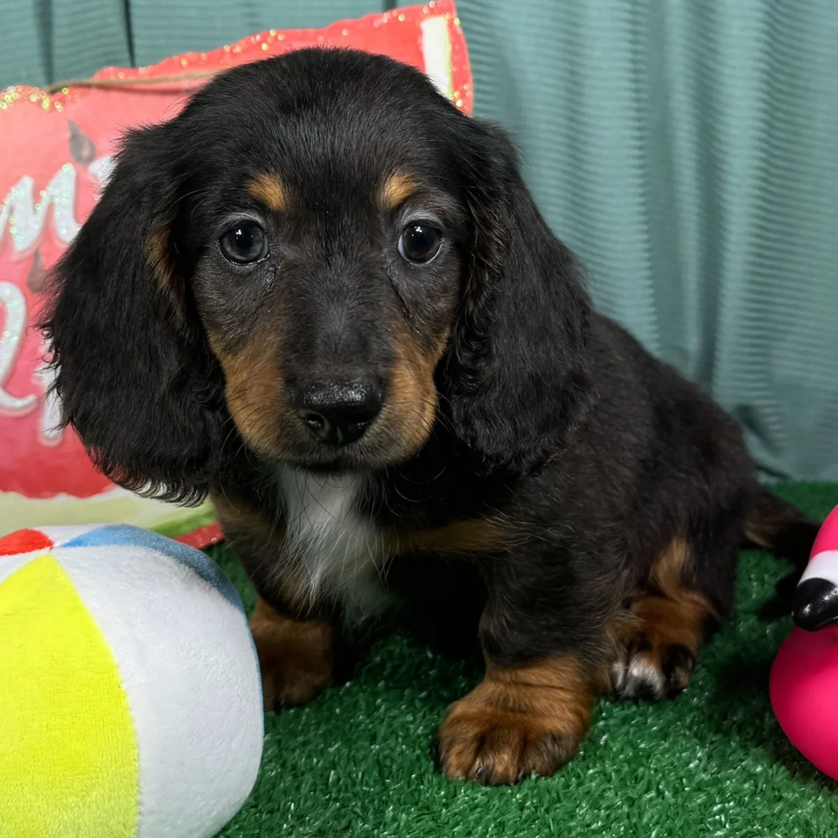 ¡Espectacular Cachorro Teckel Arlequín de Pelo Largo! 🐾✨