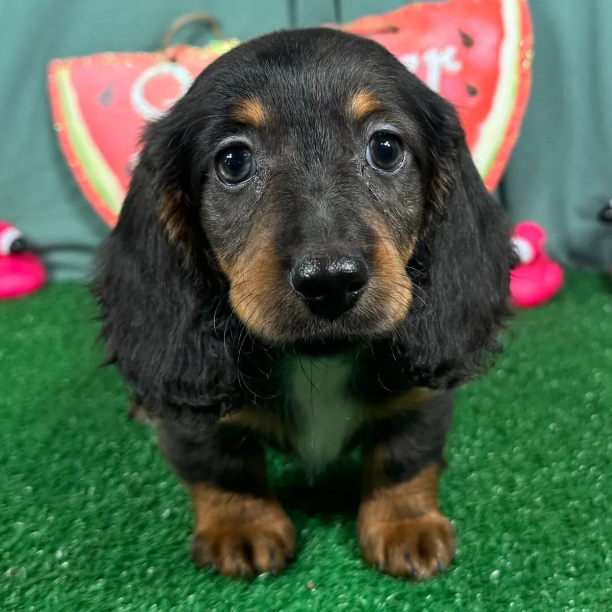 ¡Espectacular Cachorro Teckel Arlequín de Pelo Largo! 🐾✨