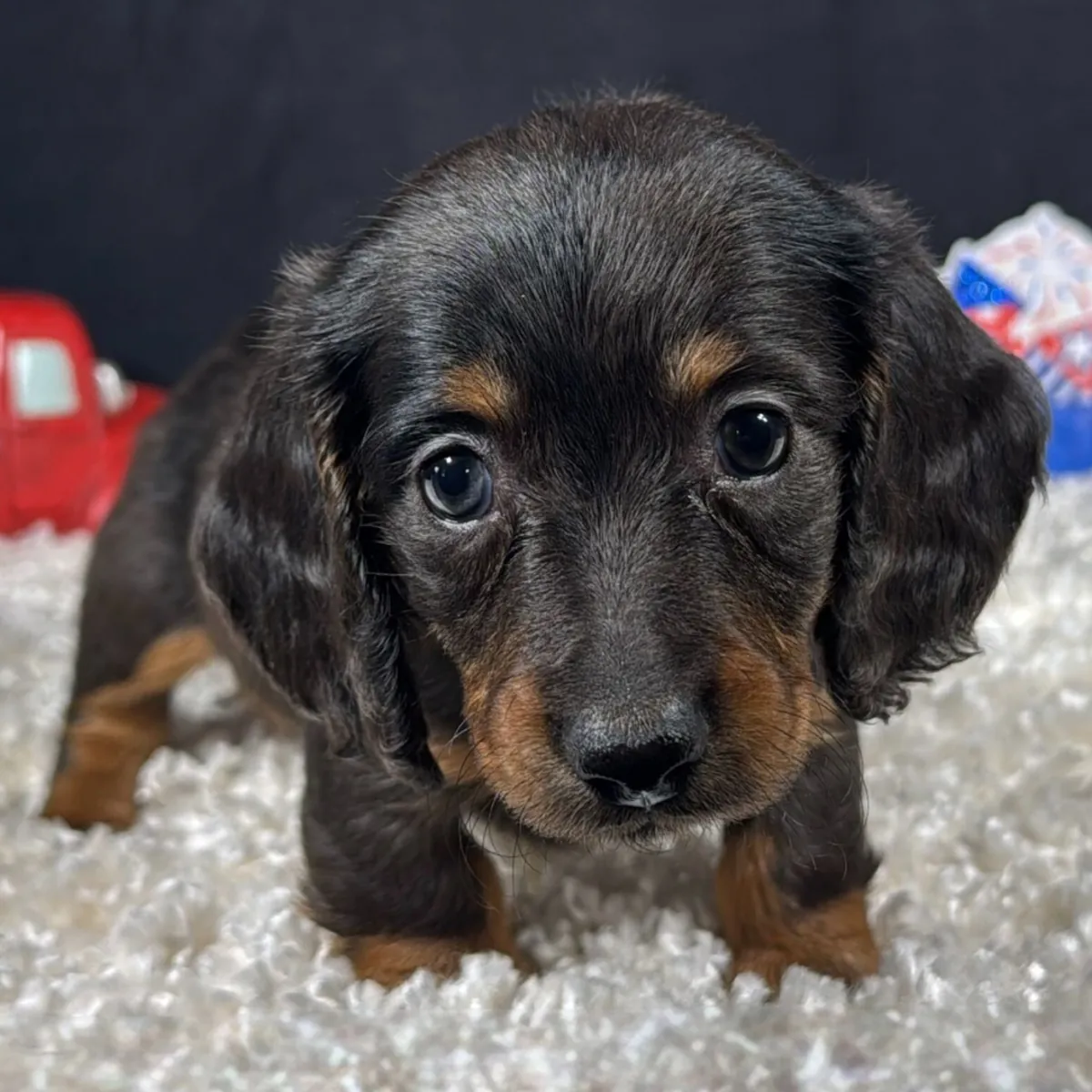 ¡Espectacular Cachorro Teckel Arlequín de Pelo Largo! 🐾✨