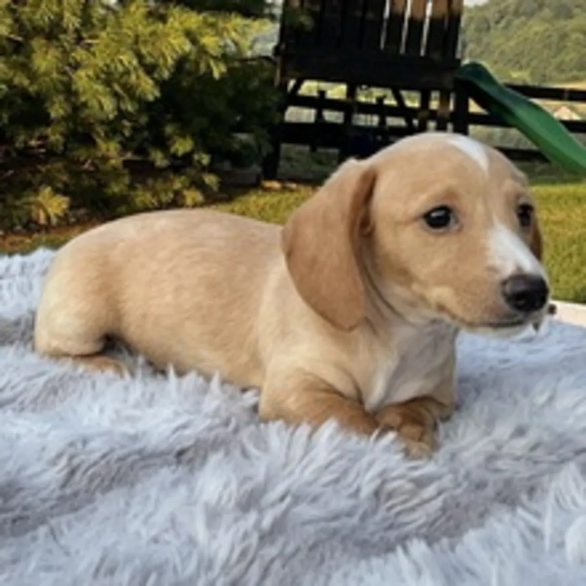 ¡Único y Dulce Cachorro Teckel Crema con Manchita Blanca! 🌿🐾