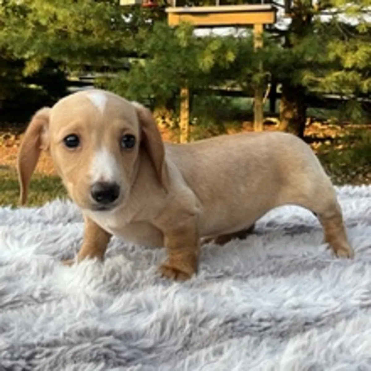 ¡Único y Dulce Cachorro Teckel Crema con Manchita Blanca! 🌿🐾