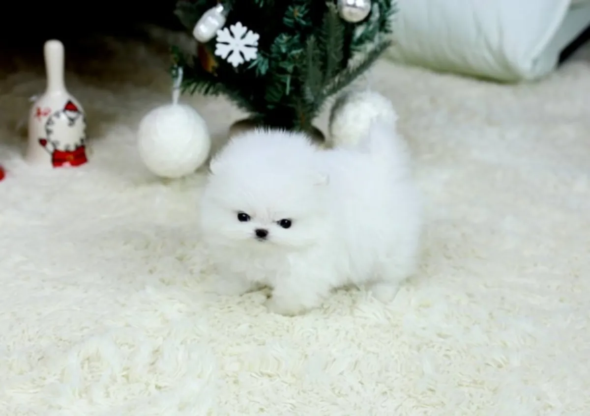 Adorable Pomeranian Puppies Looking for Loving Homes 🐾