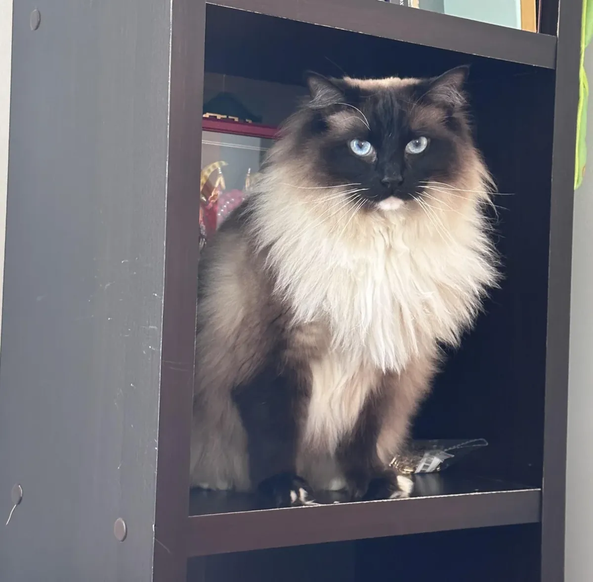 Chat Ragdoll très calme cherche une nouvelle famille
