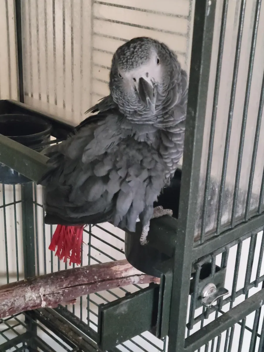 Perroquet gris du Gabon très intelligent à adopter