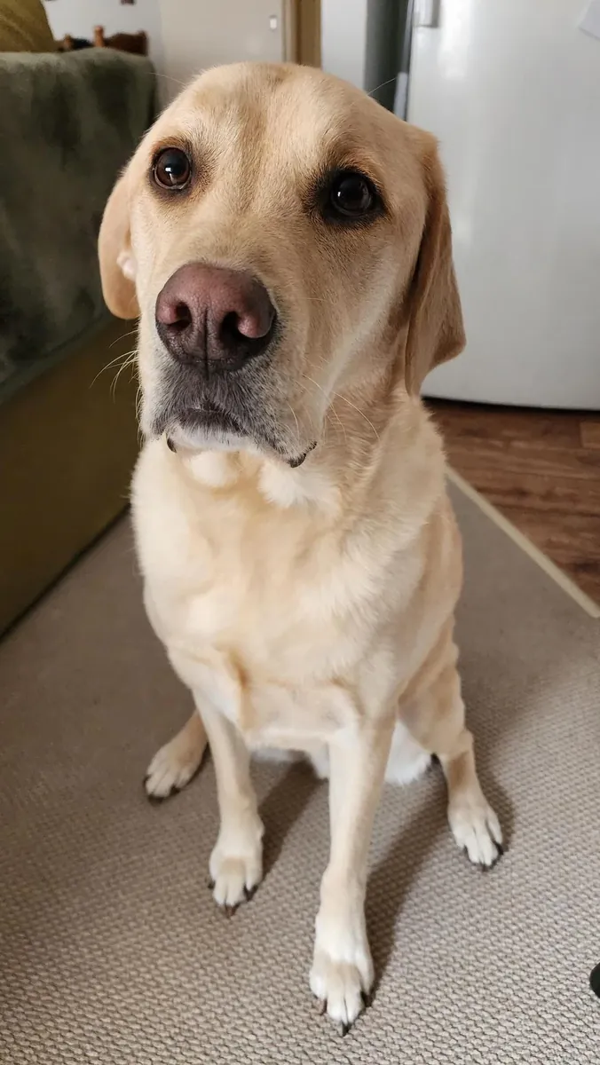 Labrador très affectueux cherche un foyer avec espace