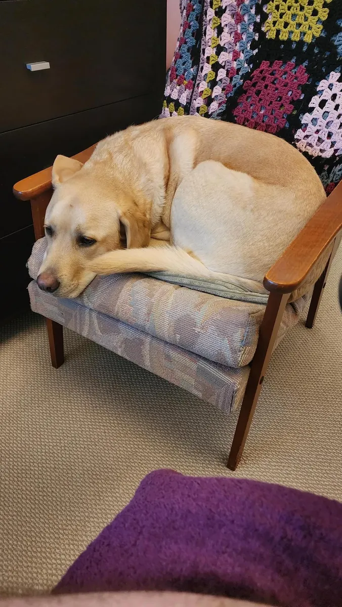 Labrador très affectueux cherche un foyer avec espace