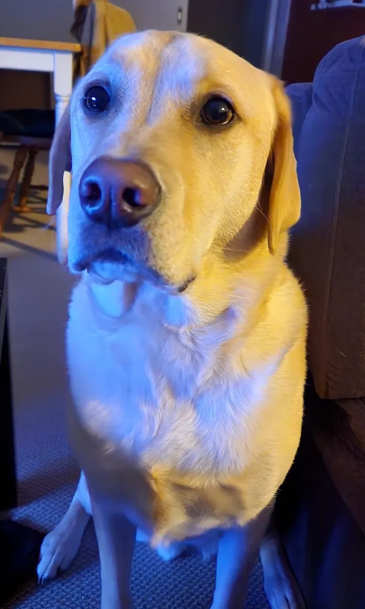 Labrador très affectueux cherche un foyer avec espace