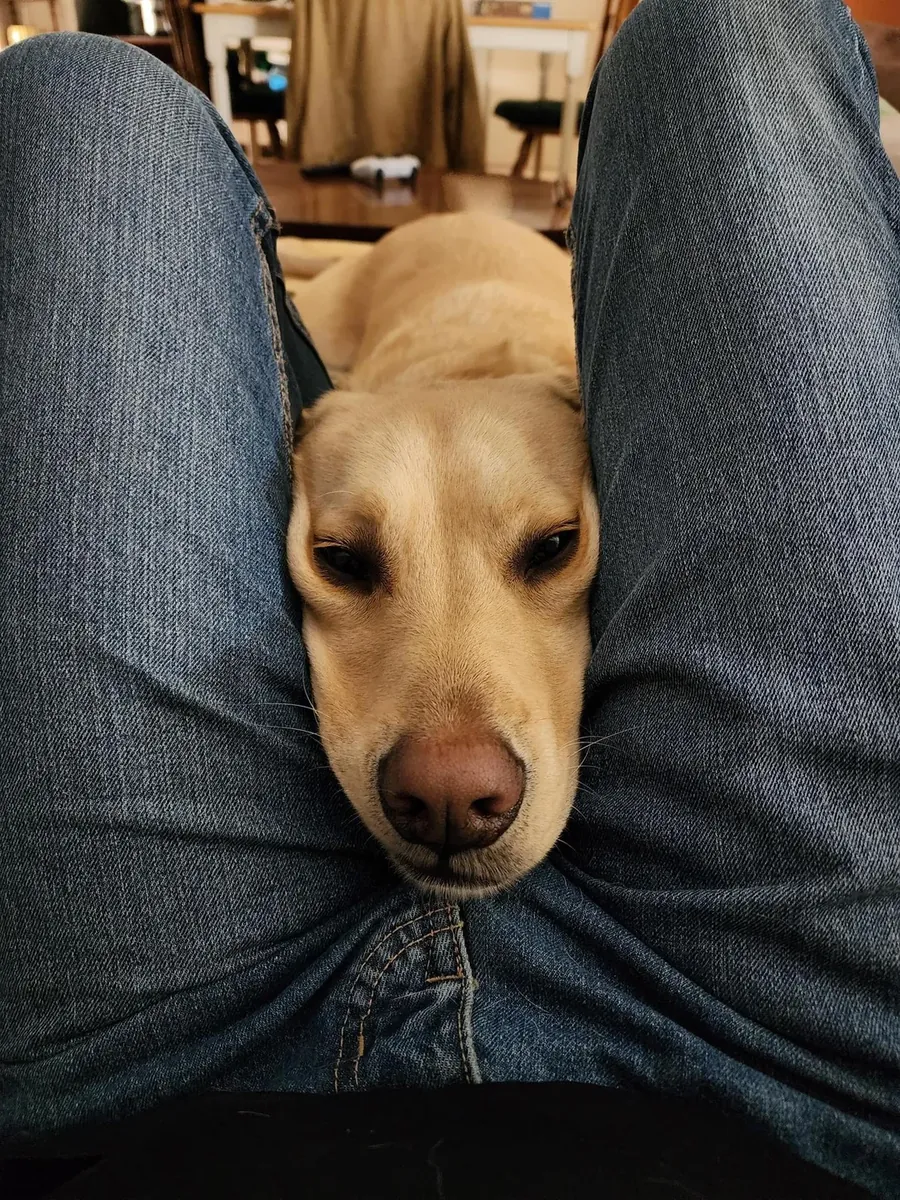 Labrador très affectueux cherche un foyer avec espace