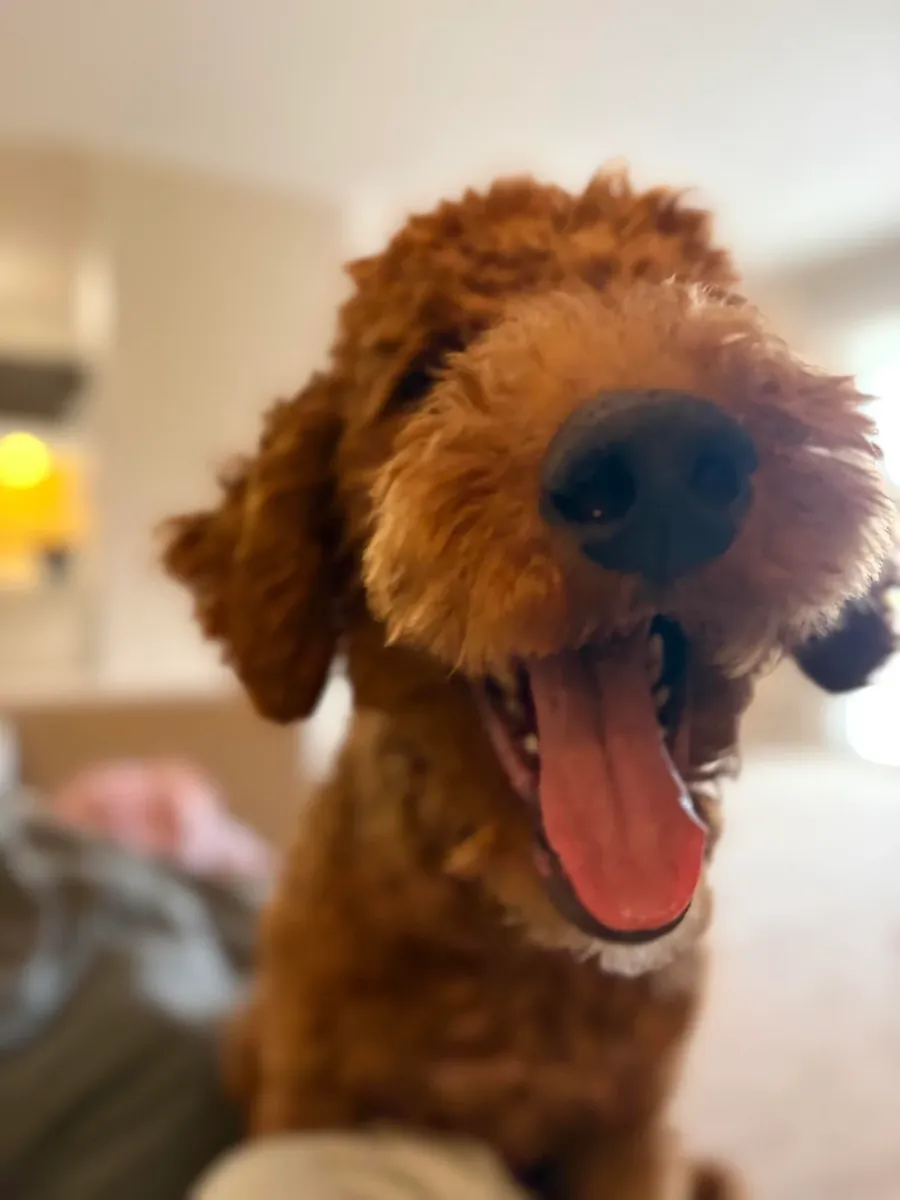 Caniche marron très attaché aux humains à adopter