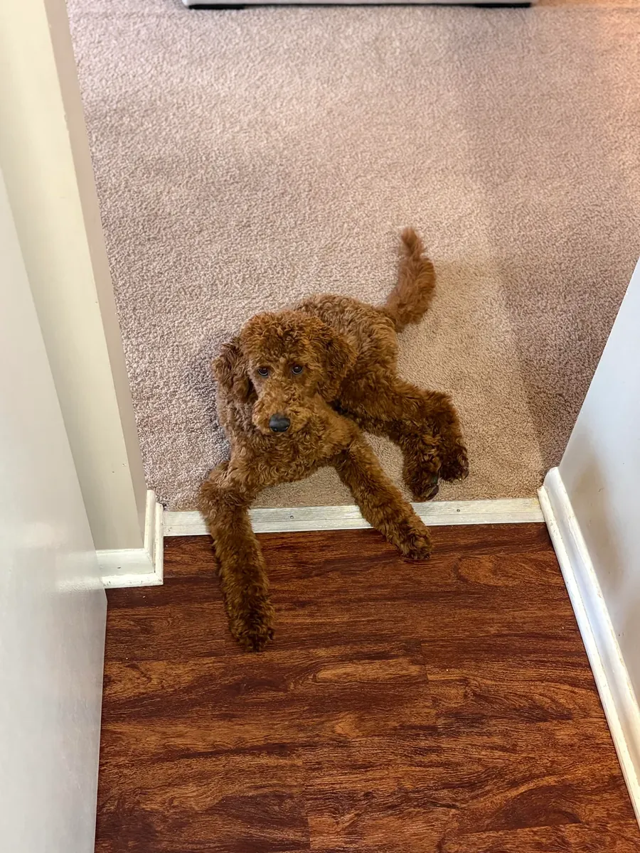 Caniche marron très attaché aux humains à adopter