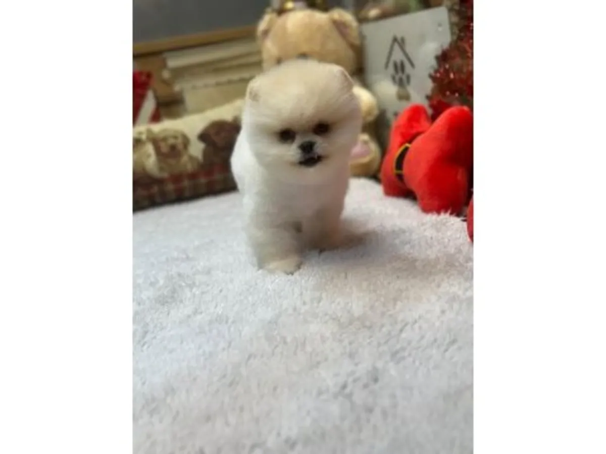 Chiot Pomeranian blanc élevé dans un environnement familial