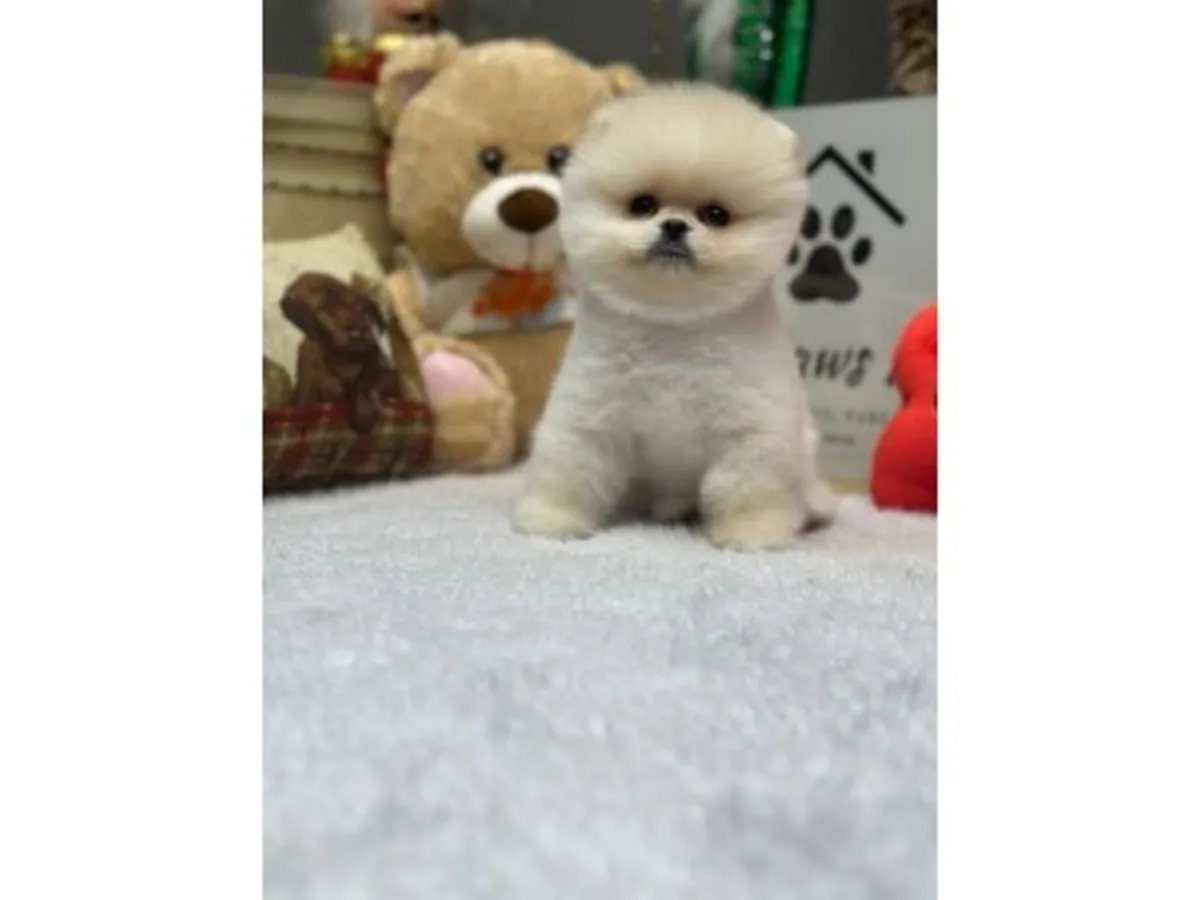 Chiot Pomeranian blanc élevé dans un environnement familial