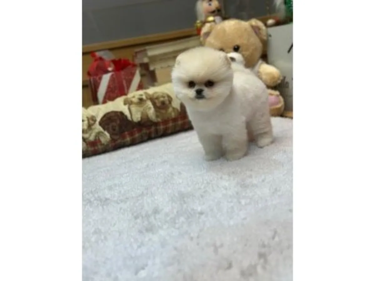 Chiot Pomeranian blanc élevé dans un environnement familial