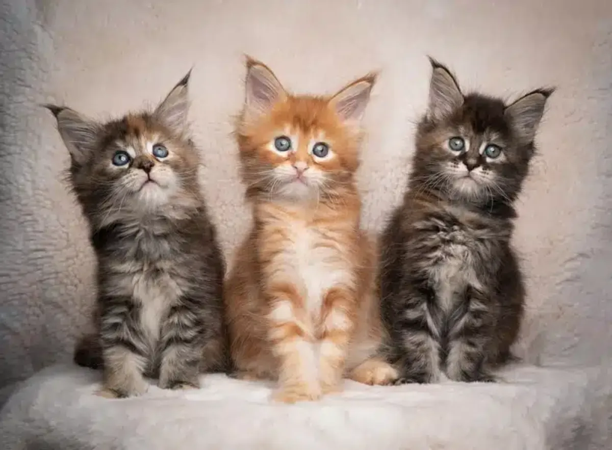 ..Regalo Gatitos Maine Coon Para adopcion