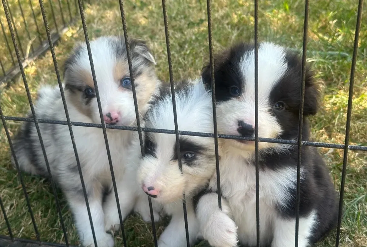 Chiots Border Collie