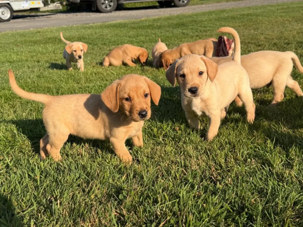 Chiots Labrador Retriever de race pure