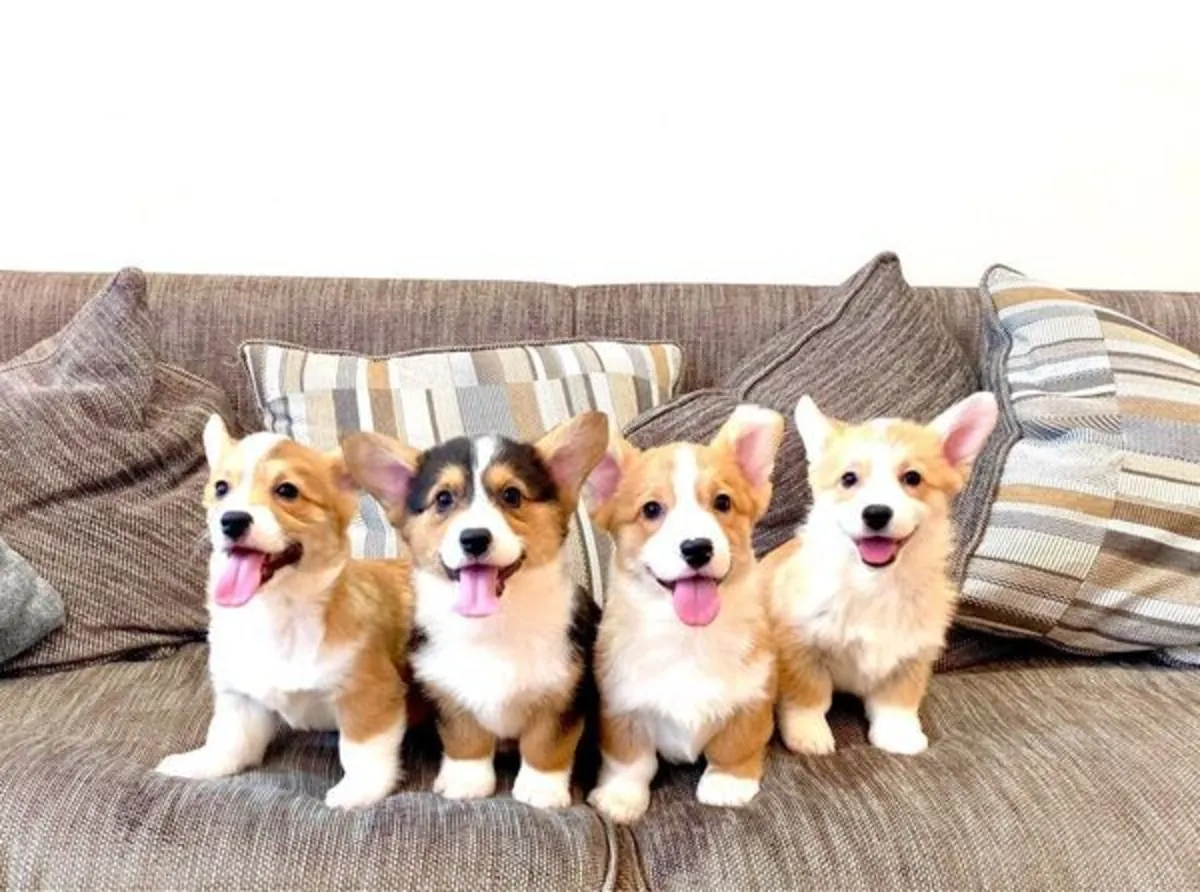 Chiots Welsh Pembroke Corgi