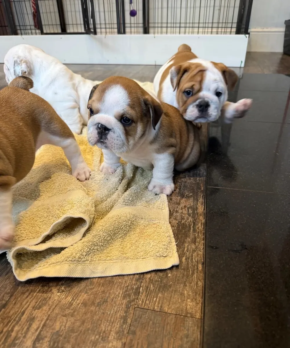 Cachorros Bulldog Inglés
