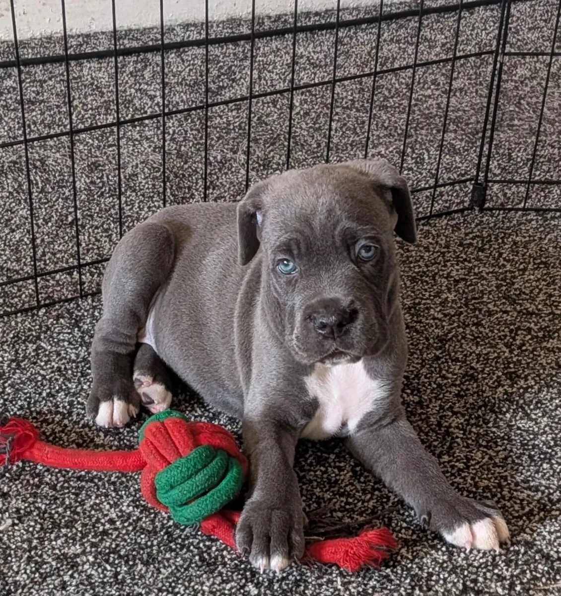 Cane Corso Welpen