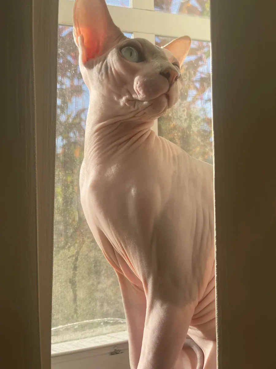 Chat Sphynx affectueux cherche famille calme