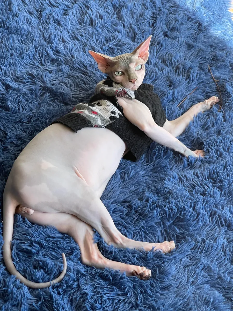 Chat Sphynx affectueux cherche famille calme