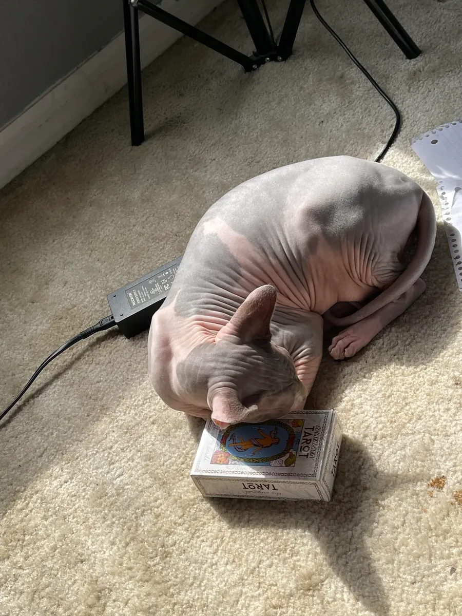 Chat Sphynx affectueux cherche famille calme