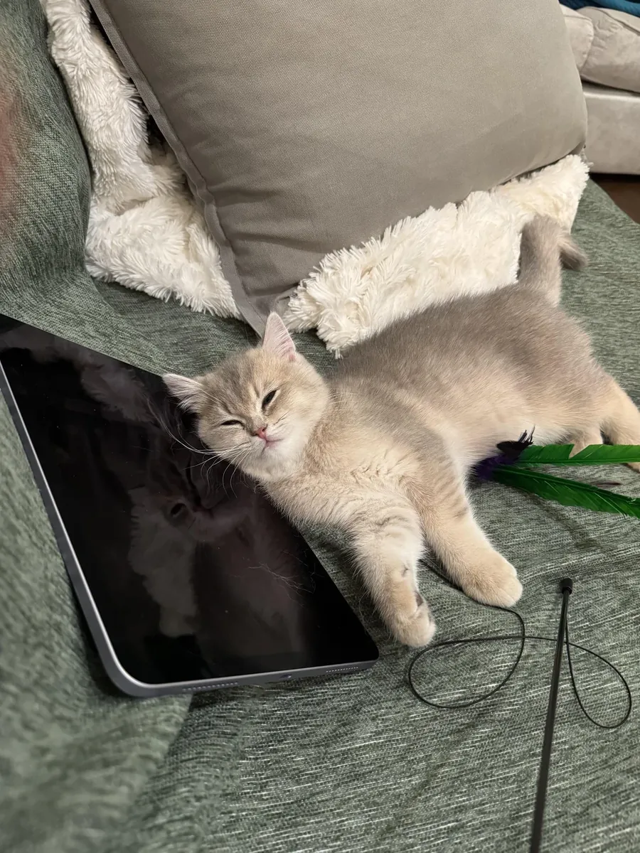 British Shorthair calme habitué à la vie en appartement