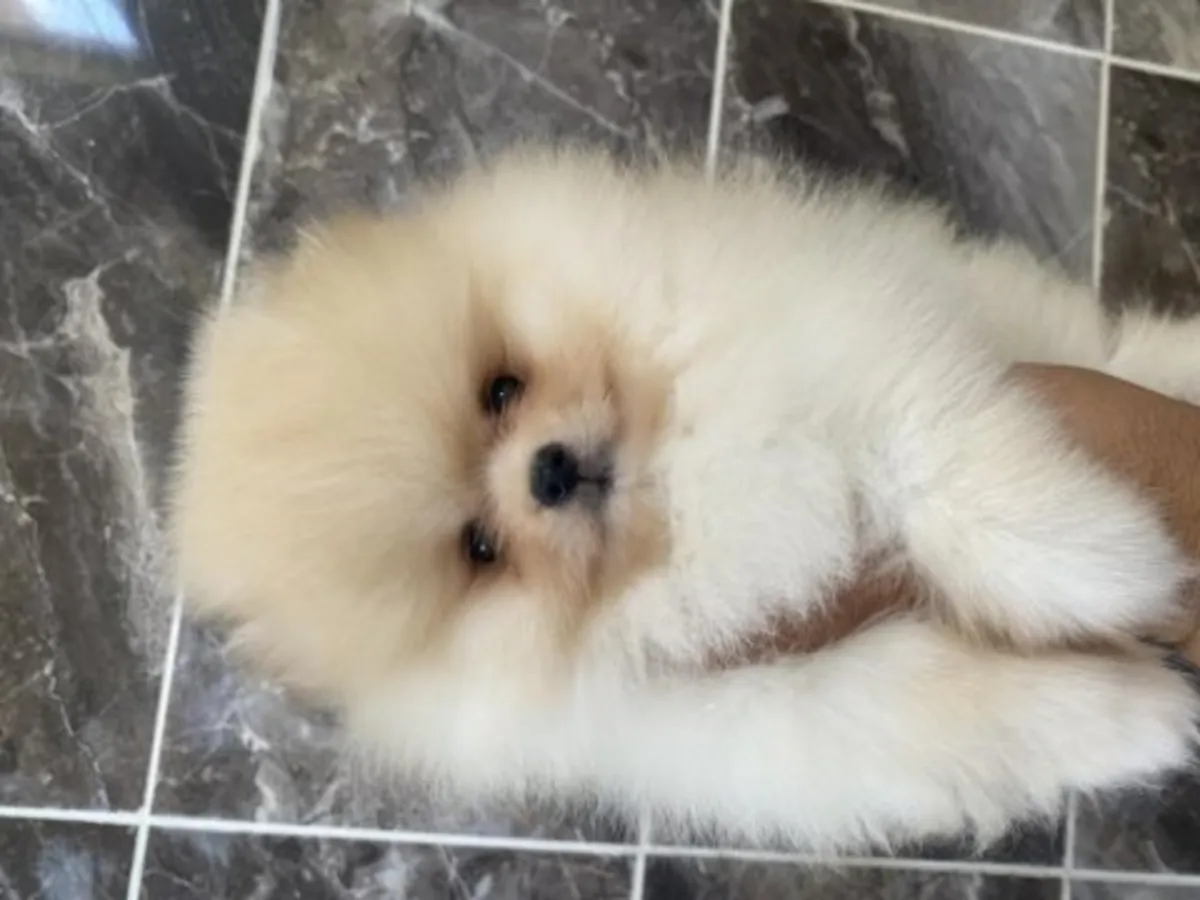 在家庭环境中长大的白色博美幼犬